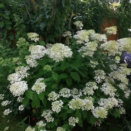 Appartement Urlaub Mit Charme In Der Kleinsten Stadt Der Pfalz. *