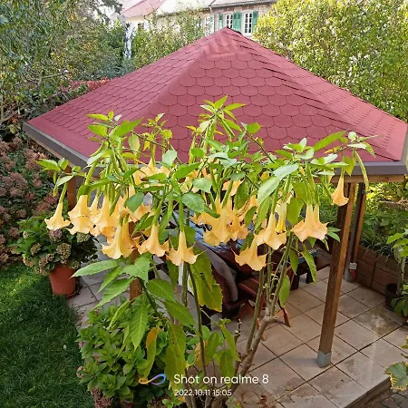 Urlaub Mit Charme In Der Kleinsten Stadt Der Pfalz. Appartement Obermoschel