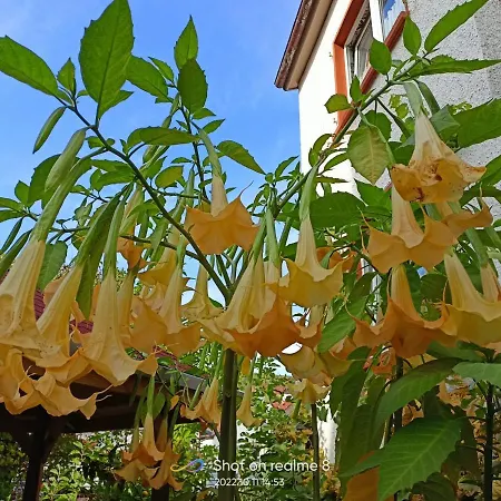 Apartamento Urlaub Mit Charme In Der Kleinsten Stadt Der Pfalz.