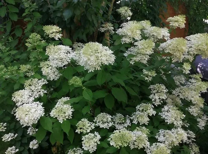 Appartamento Urlaub Mit Charme In Der Kleinsten Stadt Der Pfalz. *