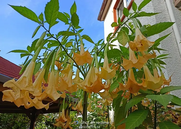 Appartamento Urlaub Mit Charme In Der Kleinsten Stadt Der Pfalz.
