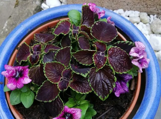 Appartamento Urlaub Mit Charme In Der Kleinsten Stadt Der Pfalz.