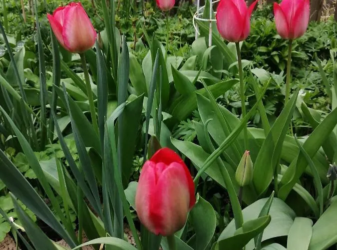 Urlaub Mit Charme In Der Kleinsten Stadt Der Pfalz. Appartamento Obermoschel