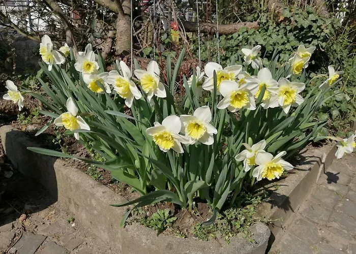 Urlaub Mit Charme In Der Kleinsten Stadt Der Pfalz. * Obermoschel