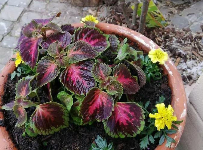 Urlaub Mit Charme In Der Kleinsten Stadt Der Pfalz. * Obermoschel